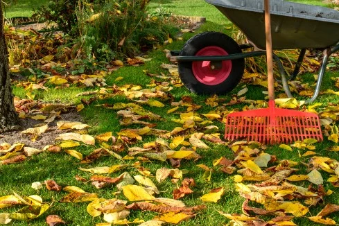 Herbstlaub auf grünem Rasen